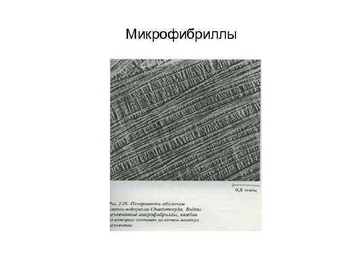 Микрофибриллы 