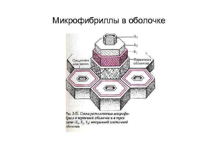 Микрофибриллы в оболочке 