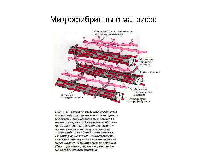 Микрофибриллы в матриксе 