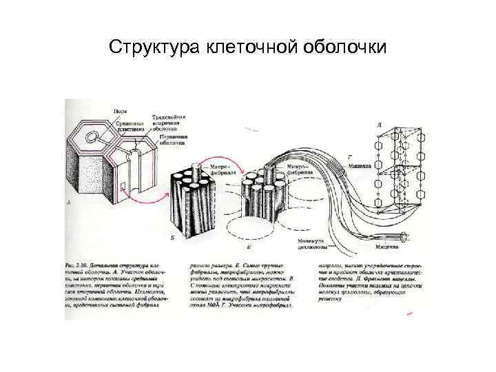 Структура клеточной оболочки 