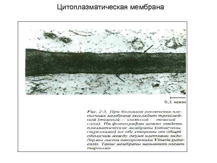 Цитоплазматическая мембрана 