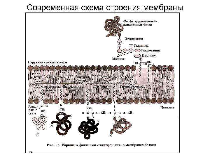 Современная схема строения мембраны 