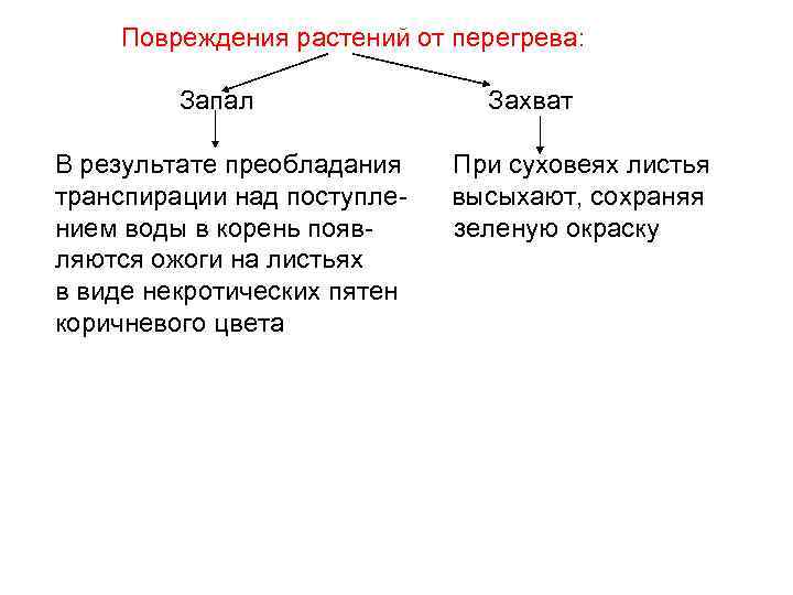 Повреждения растений от перегрева: Запал В результате преобладания транспирации над поступлением воды в корень