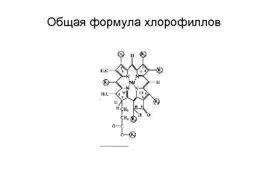 Общая формула хлорофиллов 