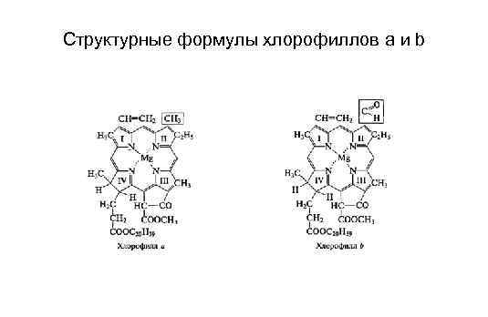 Структурные формулы хлорофиллов a и b 