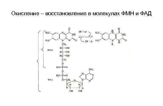 Окисление – восстановление в молекулах ФМН и ФАД 