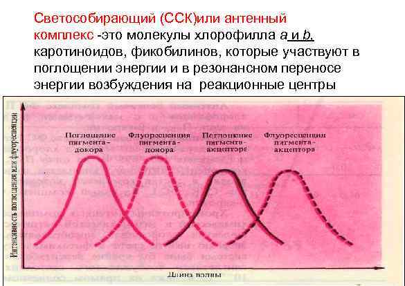 Светособирающий (ССК)или антенный комплекс -это молекулы хлорофилла а и b, каротиноидов, фикобилинов, которые участвуют