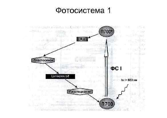 Фотосистема 1. Циклический транспорт электронов вокруг фотосистемы 2. Строение фотосистемы 1. Фотосистема 1 и 2 строение.