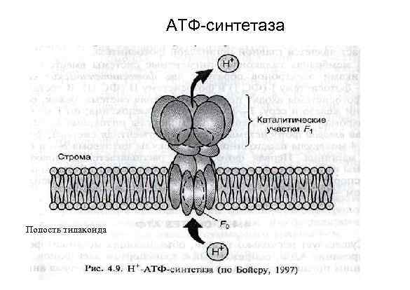 АТФ-синтетаза Полость тилакоида 