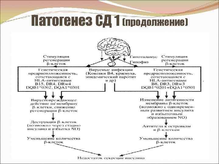 Патогенез СД 1 (продолжение) 