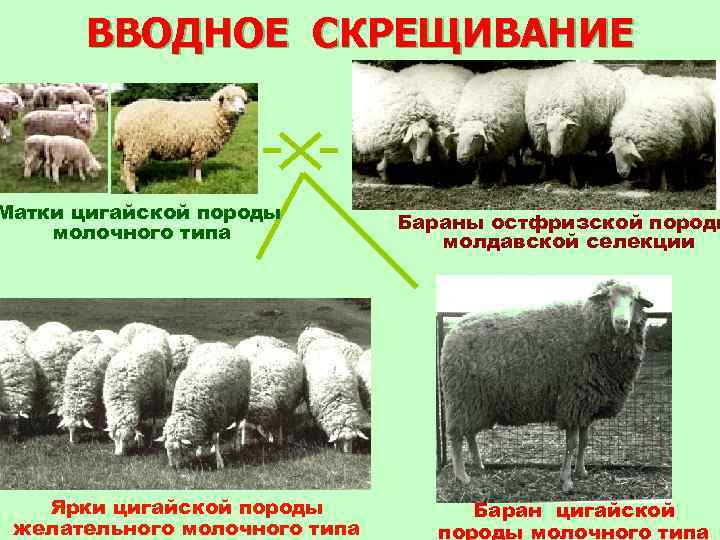 ВВОДНОЕ СКРЕЩИВАНИЕ Матки цигайской породы молочного типа Ярки цигайской породы желательного молочного типа Бараны