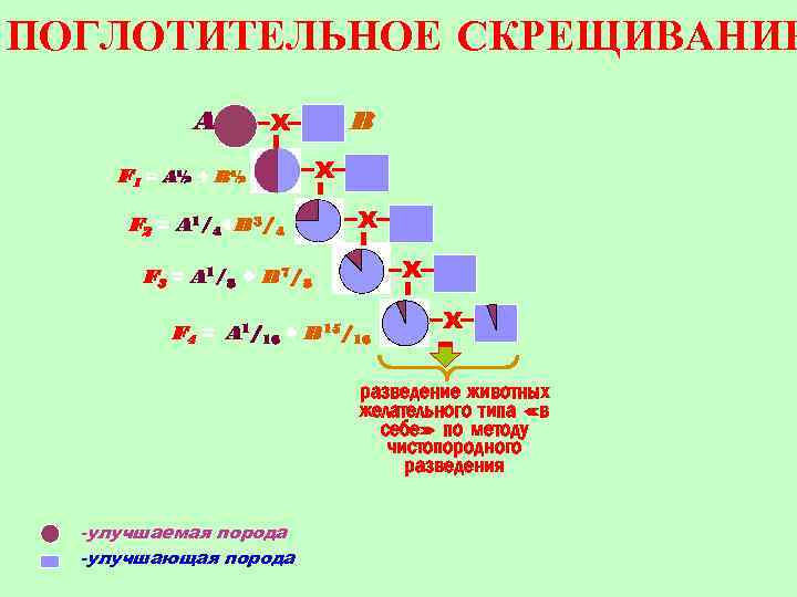 Схема поглотительного скрещивания