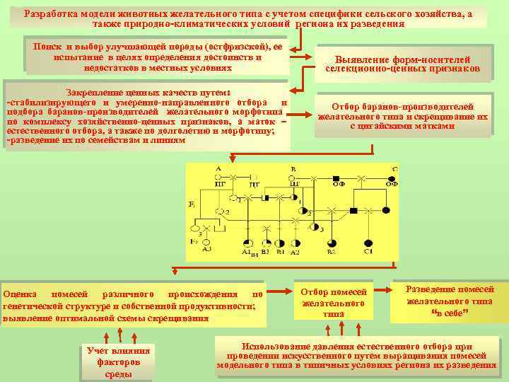 Разработка модели животных желательного типа с учетом специфики сельского хозяйства, а также природно-климатических условий