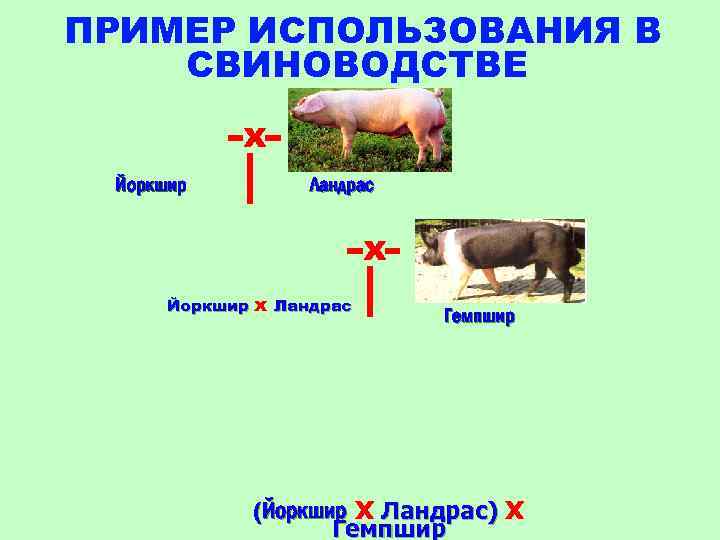 ПРИМЕР ИСПОЛЬЗОВАНИЯ В СВИНОВОДСТВЕ х Йоркшир Ландрас х Йоркшир х Ландрас Гемпшир (Йоркшир х
