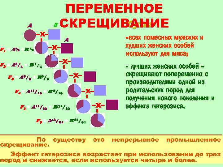 A х ПЕРЕМЕННОЕ Суть: В СКРЕЩИВАНИЕ х F 1 = A½ +B ½ F