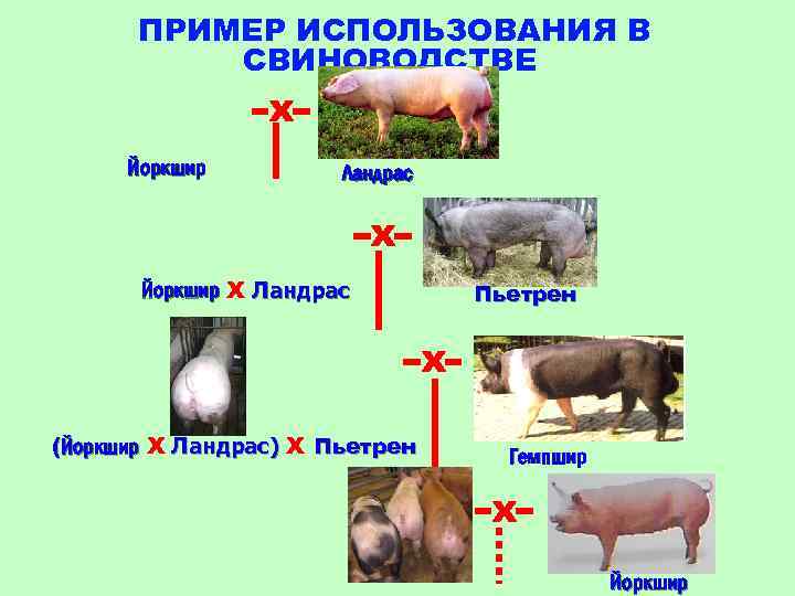 ПРИМЕР ИСПОЛЬЗОВАНИЯ В СВИНОВОДСТВЕ х Йоркшир Ландрас х Йоркшир х Ландрас Пьетрен х (Йоркшир