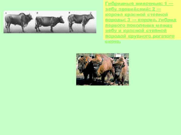 Гибридные животные: 1 — зебу аравийский; 2 — корова красной степной породы; 3 —