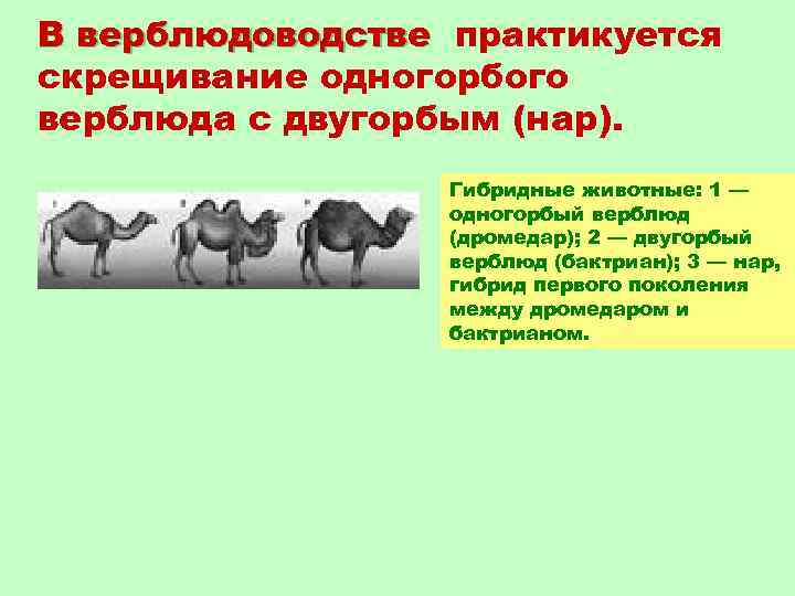 В верблюдоводстве практикуется скрещивание одногорбого верблюда с двугорбым (нар). Гибридные животные: 1 — одногорбый