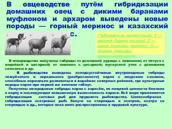 Рассмотрите изображение барана муфлона выберите характеристики соответствующие внешнему строению