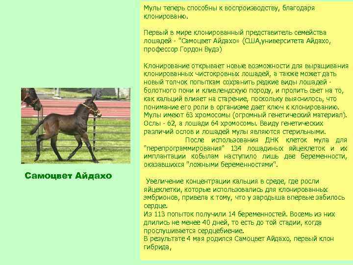 Мулы теперь способны к воспроизводству, благодаря клонированю. Первый в мире клонированный представитель семейства лошадей