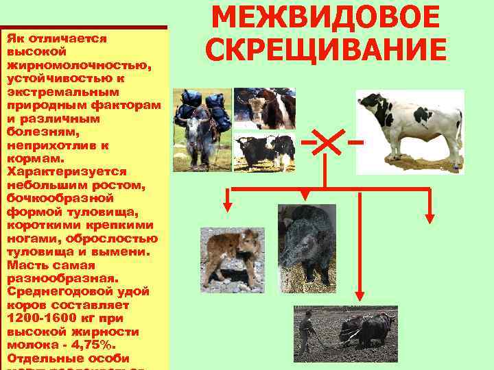 Як отличается высокой жирномолочностью, устойчивостью к экстремальным природным факторам и различным болезням, неприхотлив к