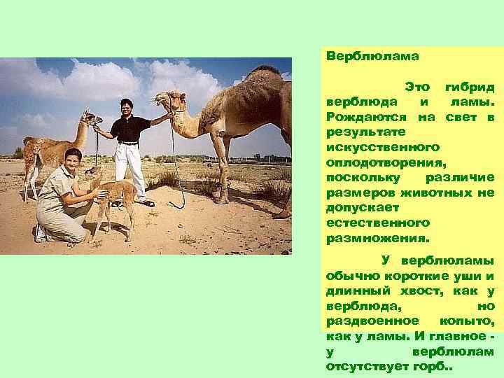 Верблюлама Это гибрид верблюда и ламы. Рождаются на свет в результате искусственного оплодотворения, поскольку