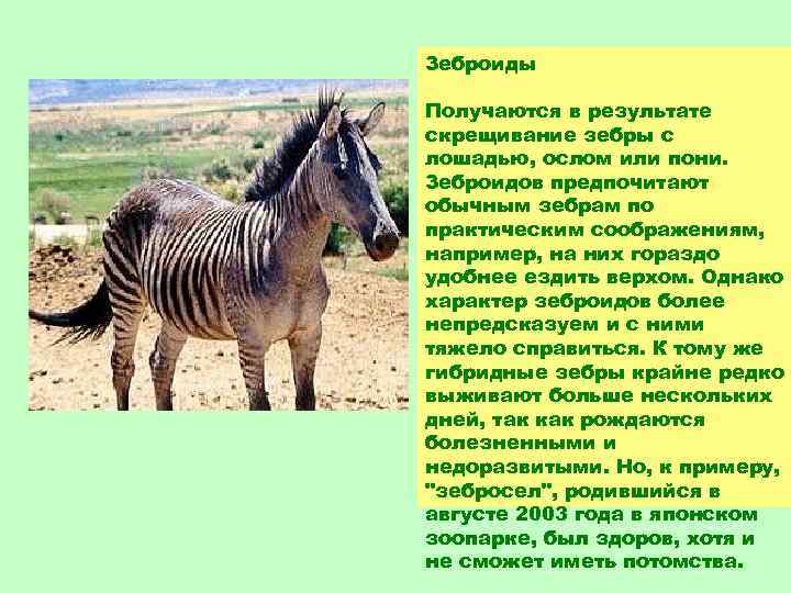 Зеброиды Получаются в результате скрещивание зебры с лошадью, ослом или пони. Зеброидов предпочитают обычным