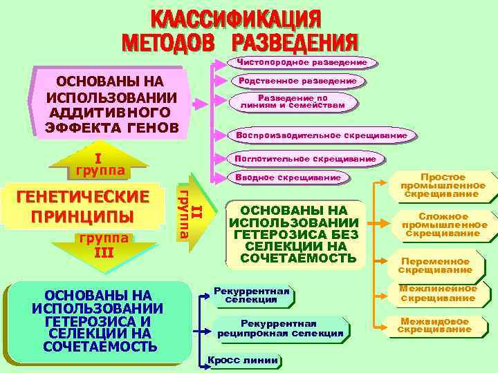 КЛАССИФИКАЦИЯ МЕТОДОВ РАЗВЕДЕНИЯ Чистопородное разведение ОСНОВАНЫ НА ИСПОЛЬЗОВАНИИ АДДИТИВНОГО ЭФФЕКТА ГЕНОВ I группа III