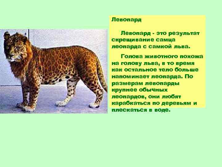 Левопард - это результат скрещивание самца леопарда с самкой льва. Голова животного похожа на