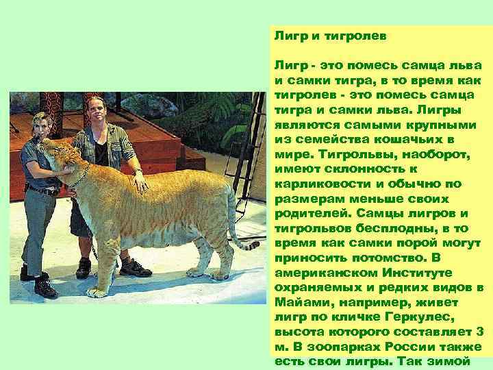 Лигр и тигролев Лигр - это помесь самца льва и самки тигра, в то