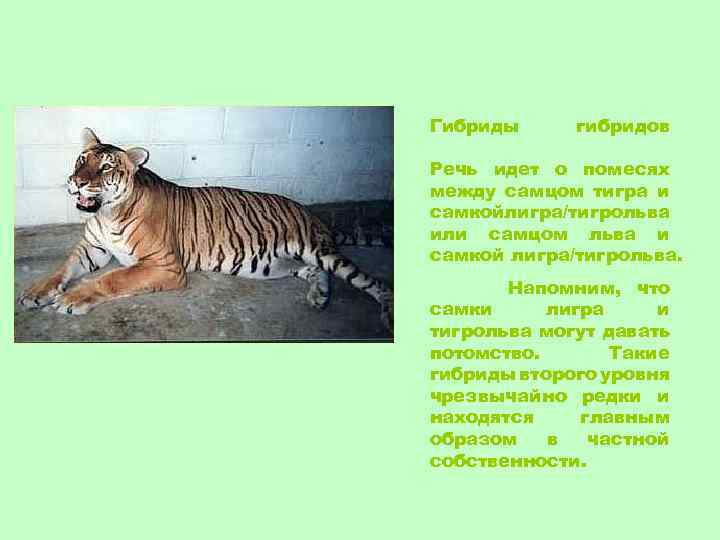 Гибриды гибридов Речь идет о помесях между самцом тигра и самкойлигра/тигрольва или самцом льва
