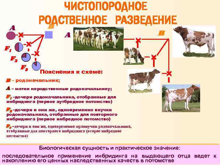 Методы разведения сельскохозяйственных животных презентация