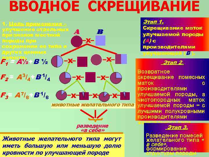 Скрещивание двух видов. Вводное скрещивание (прилитие крови). Схема вводного скрещивания прилитие крови. Схема вводного скрещивания коров. Примеры вводного скрещивания.