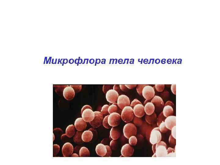 Микрофлора тела человека 
