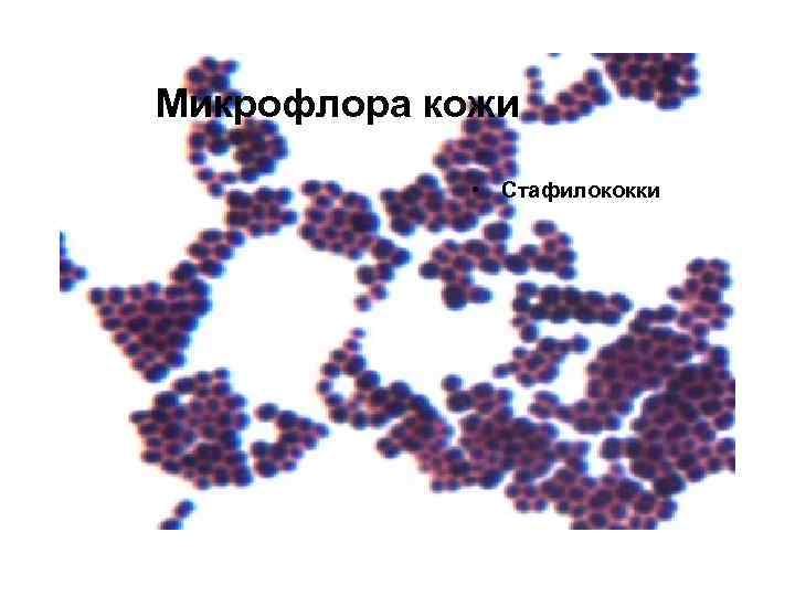 Микрофлора кожи • Стафилококки 