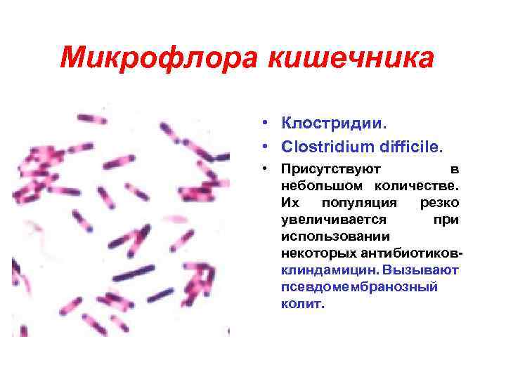 Микрофлора после