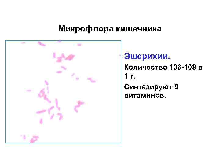 Микрофлора палочки