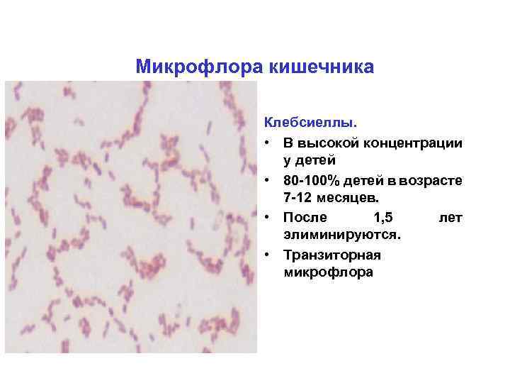 Микрофлора кишечника Клебсиеллы. • В высокой концентрации у детей • 80 -100% детей в
