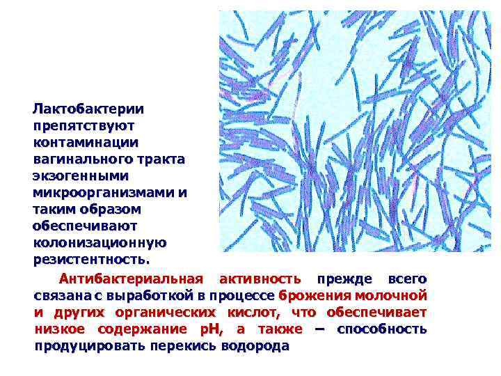 Лактобактерии это. Лактобактерии информацией. Лактобактерии человека. Сообщение о лактобактерии. Лактобактерии описание.