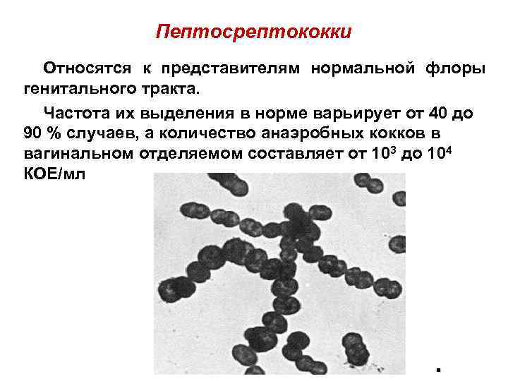 Пептосрептококки Относятся к представителям нормальной флоры генитального тракта. Частота их выделения в норме варьирует