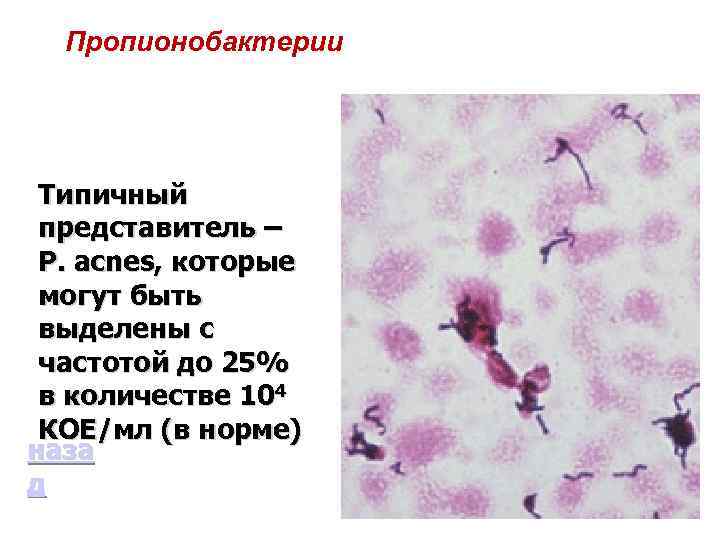 Пропионобактерии Типичный представитель – P. аcnes, которые могут быть выделены с частотой до 25%