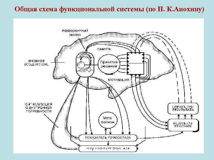 Общая схема функциональной системы (по П. К. Анохину) 