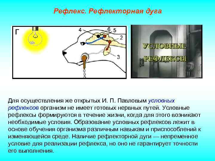 Рефлекс. Рефлекторная дуга Для осуществления же открытых И. П. Павловым условных рефлексов организм не