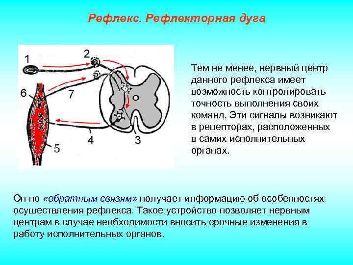 Рефлекс. Рефлекторная дуга Тем не менее, нервный центр данного рефлекса имеет возможность контролировать точность