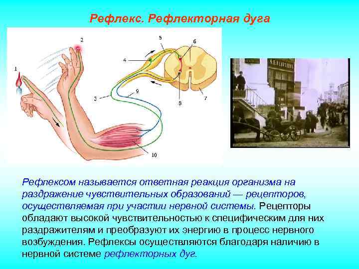 Рефлекс. Рефлекторная дуга Рефлексом называется ответная реакция организма на раздражение чувствительных образований — рецепторов,