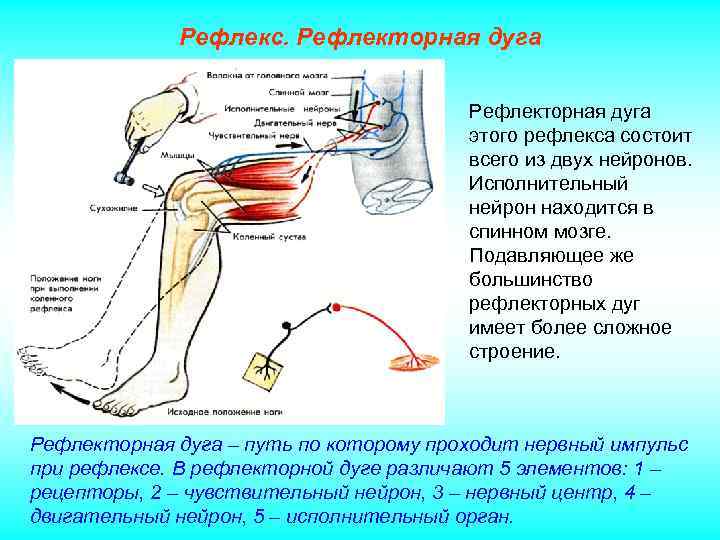 Рефлекс. Рефлекторная дуга этого рефлекса состоит всего из двух нейронов. Исполнительный нейрон находится в