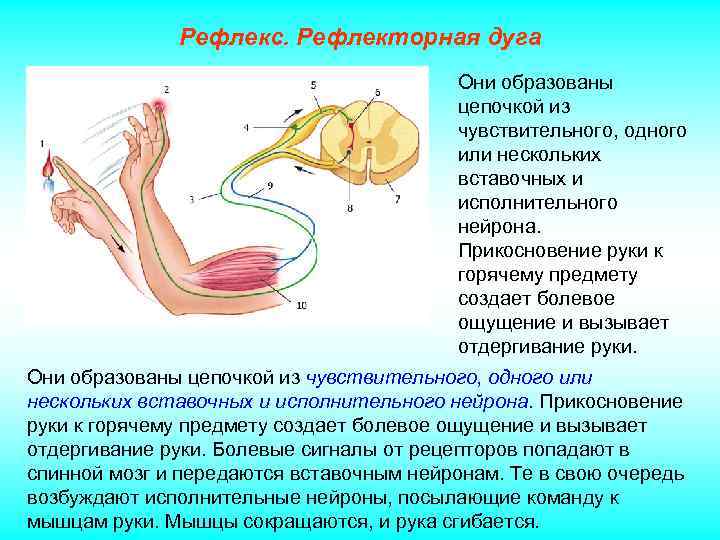 Рефлекс. Рефлекторная дуга Они образованы цепочкой из чувствительного, одного или нескольких вставочных и исполнительного