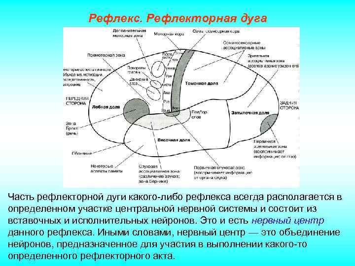 Рефлекс. Рефлекторная дуга Часть рефлекторной дуги какого-либо рефлекса всегда располагается в определенном участке центральной