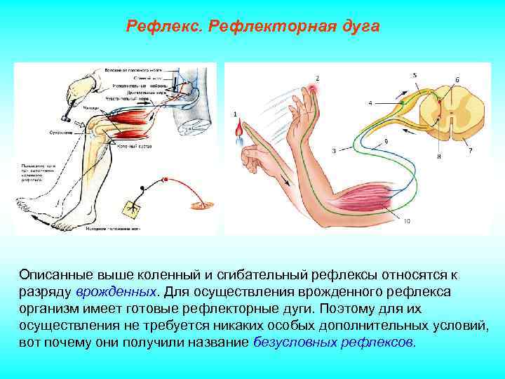 Рефлекс. Рефлекторная дуга Описанные выше коленный и сгибательный рефлексы относятся к разряду врожденных. Для