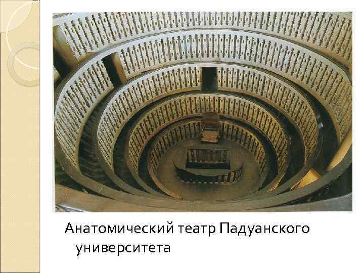 Анатомический театр Падуанского университета 